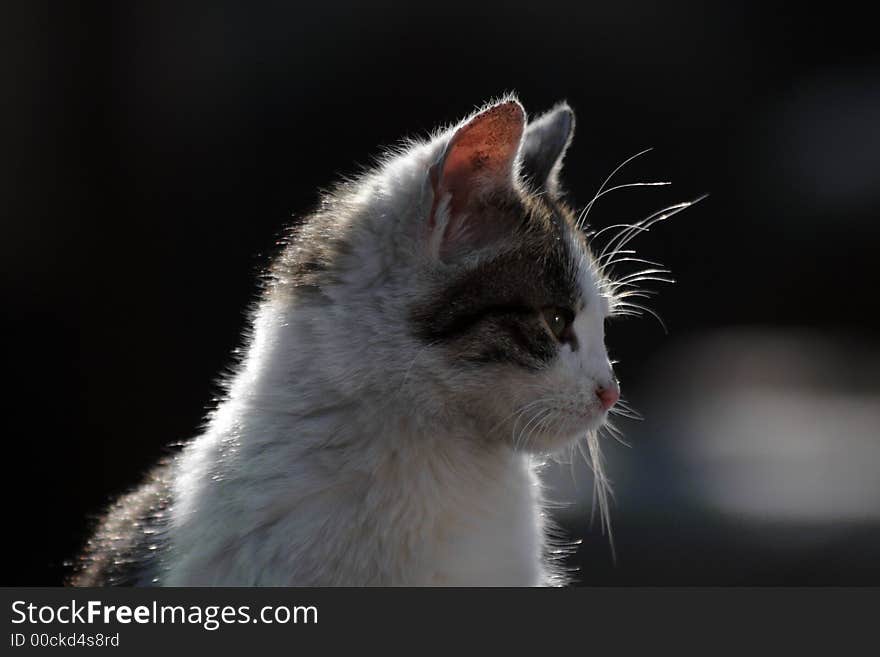 Portret of domestic cat- profile