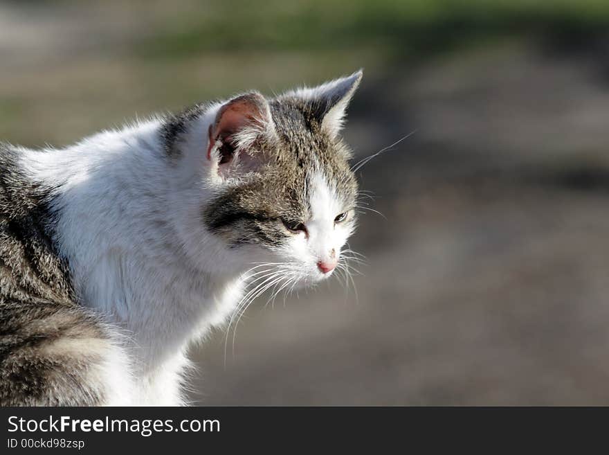 Portret of domestic cat- profile