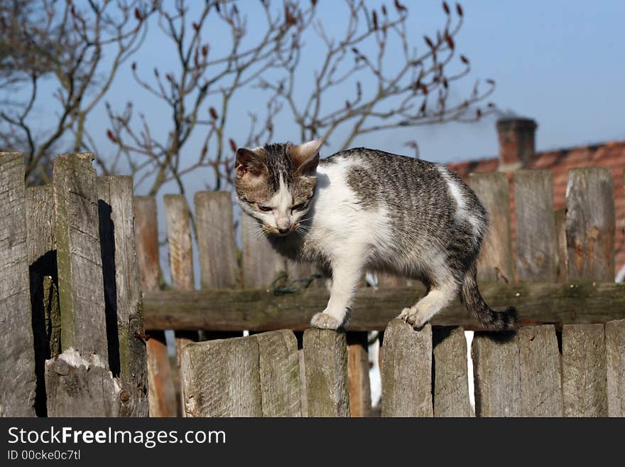 Young cat oon the fence