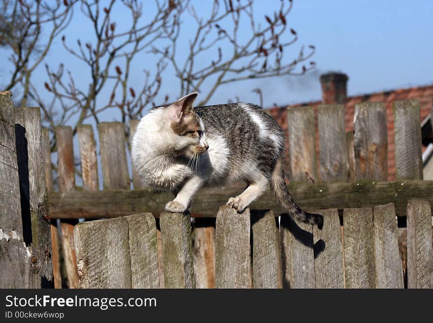 Young cat oon the fence. Young cat oon the fence