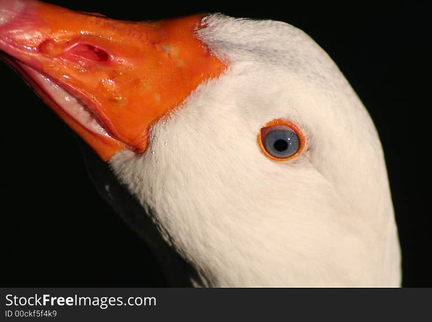 Wild Swan Head