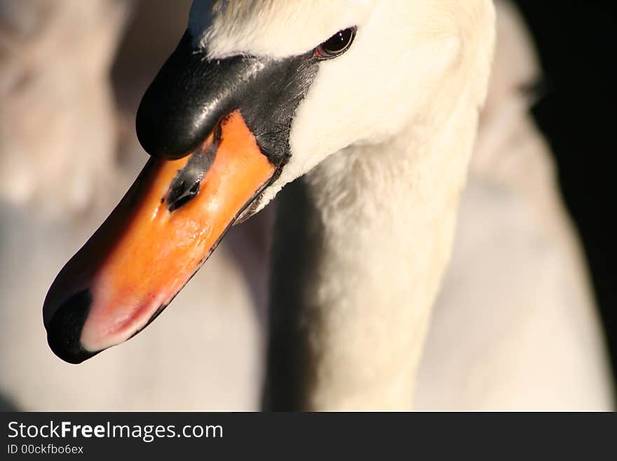 Wild swan head looking for food anyware