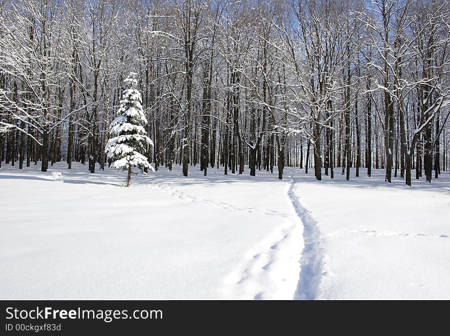 Trees in a snow on a background of the blue sky. Trees in a snow on a background of the blue sky