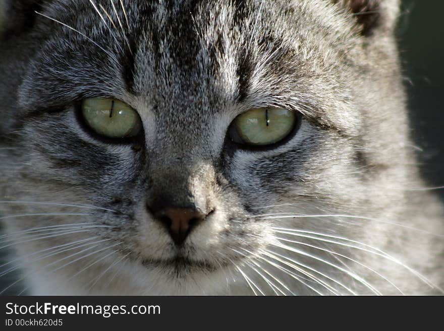 Portret of domestic cat with green eyes