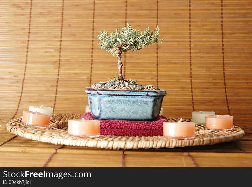 Candles in a circle with bonsai tree in the middle. Candles in a circle with bonsai tree in the middle