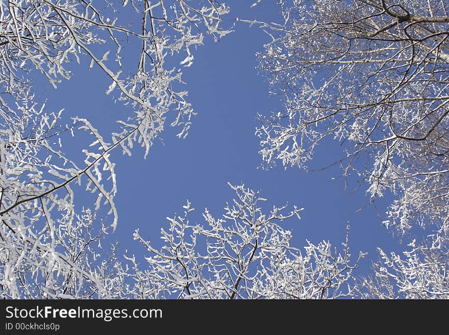 Trees in a snow on a background of the blue sky. Trees in a snow on a background of the blue sky