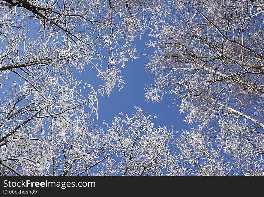 Trees in a snow on a background of the blue sky. Trees in a snow on a background of the blue sky