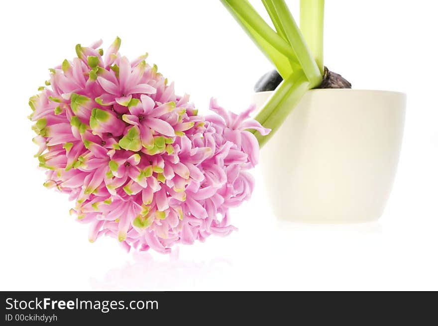 Spring flowers. pink hyacinth