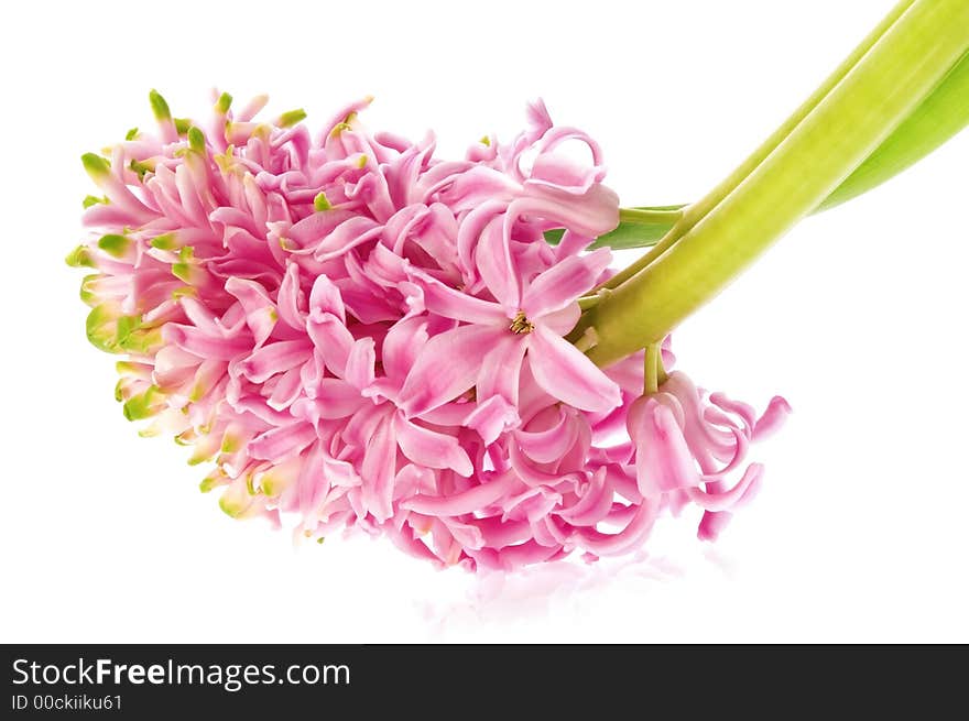 Spring Flowers. Pink Hyacinth