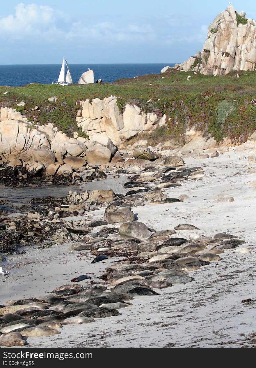 Sea Lions