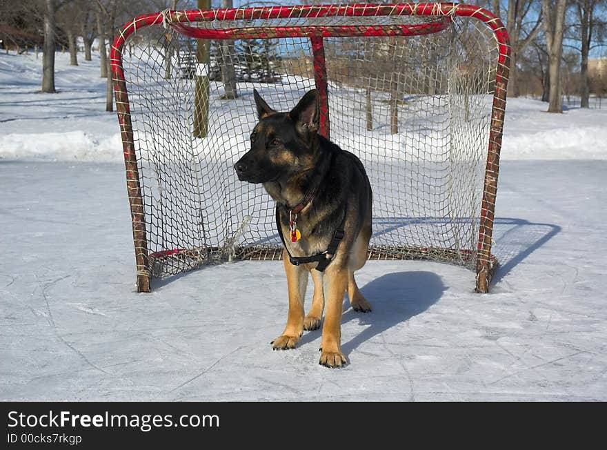 A black and tan male German Shepherd Dog.