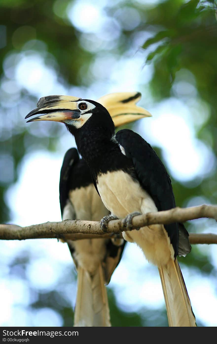 Hornbill