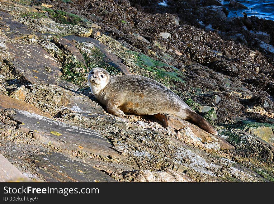 A common seal sunbathing in the north of Scotland (known as Harbor Seal in the US).