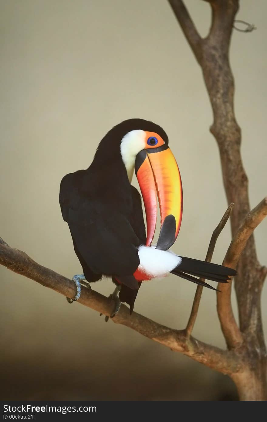 Hornbill