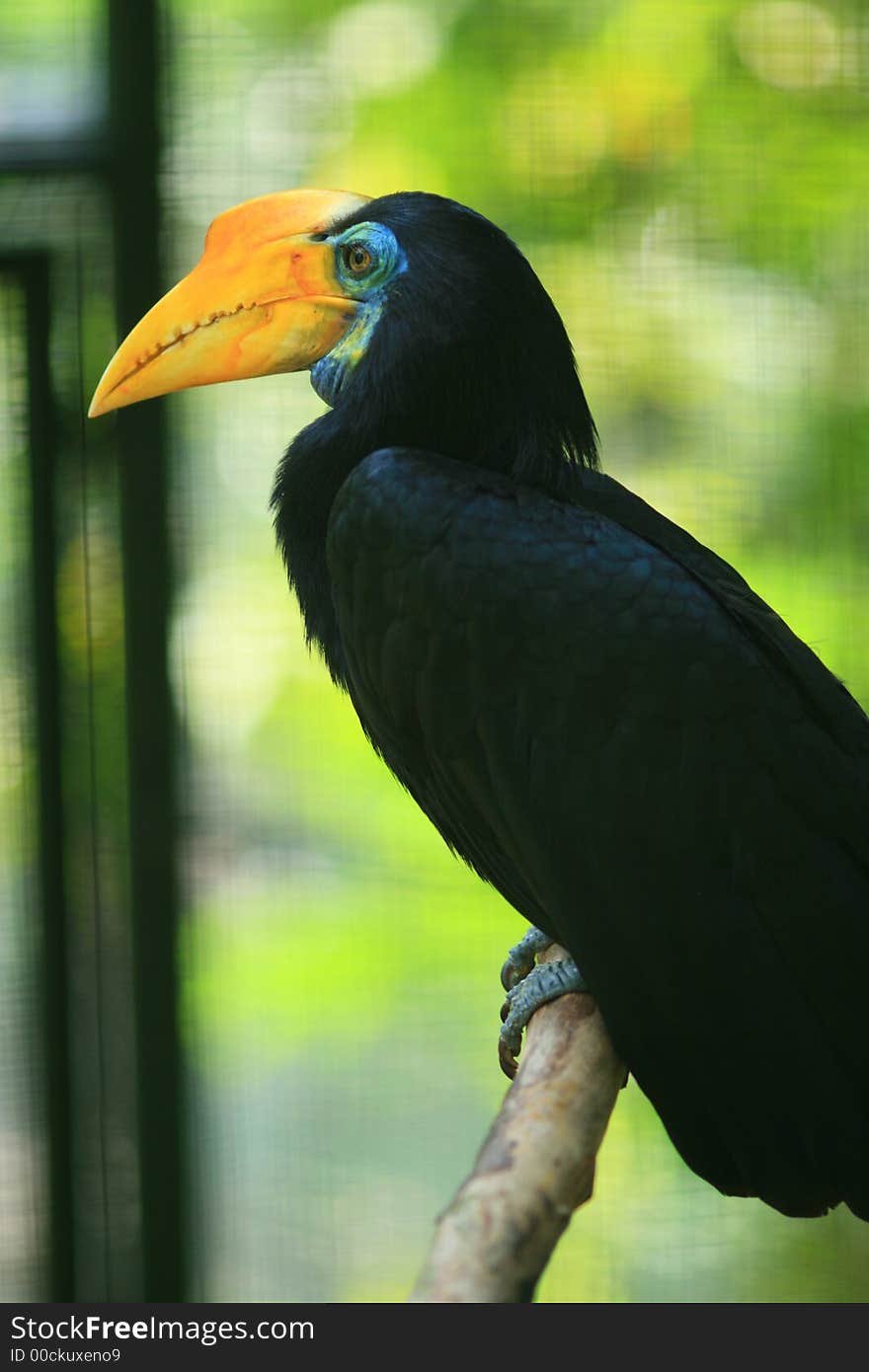 Hornbill