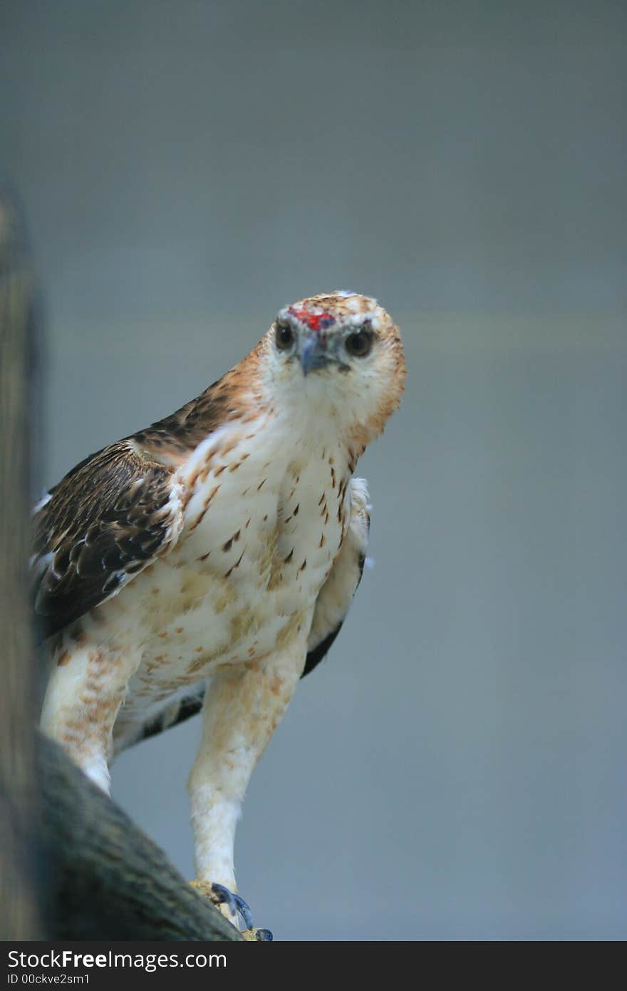 Any of several large, soaring birds of prey belonging to the hawk family Accipitridae, noted for their size, strength, and powers of flight and vision: formerly widespread in North America, eagles are mostly confined to Alaska and a few isolated populations. Any of several large, soaring birds of prey belonging to the hawk family Accipitridae, noted for their size, strength, and powers of flight and vision: formerly widespread in North America, eagles are mostly confined to Alaska and a few isolated populations