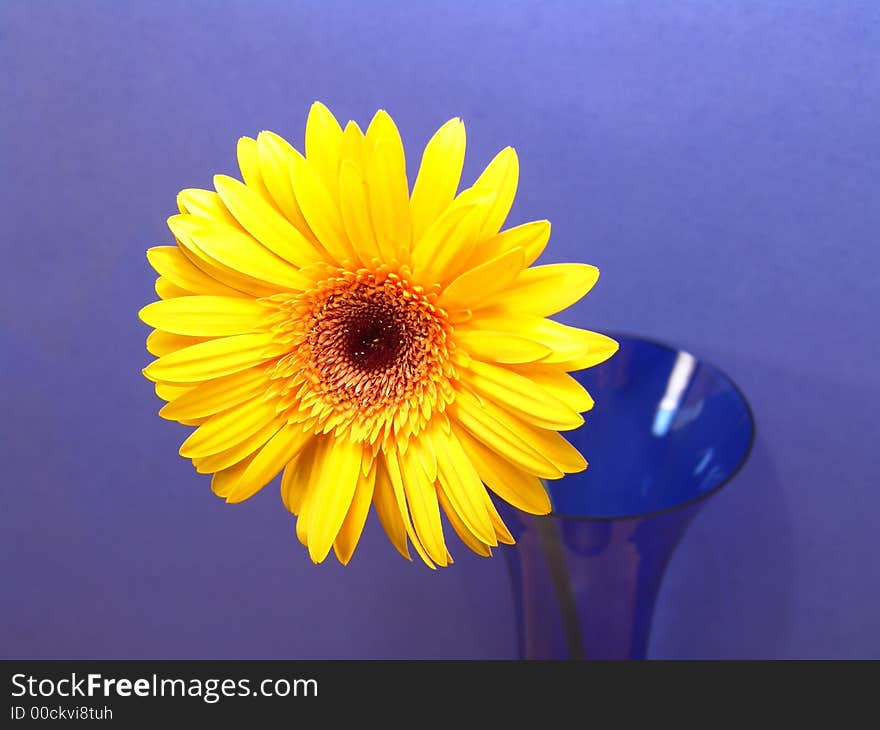 Yellow gerbera daisy in a vase with a blue background