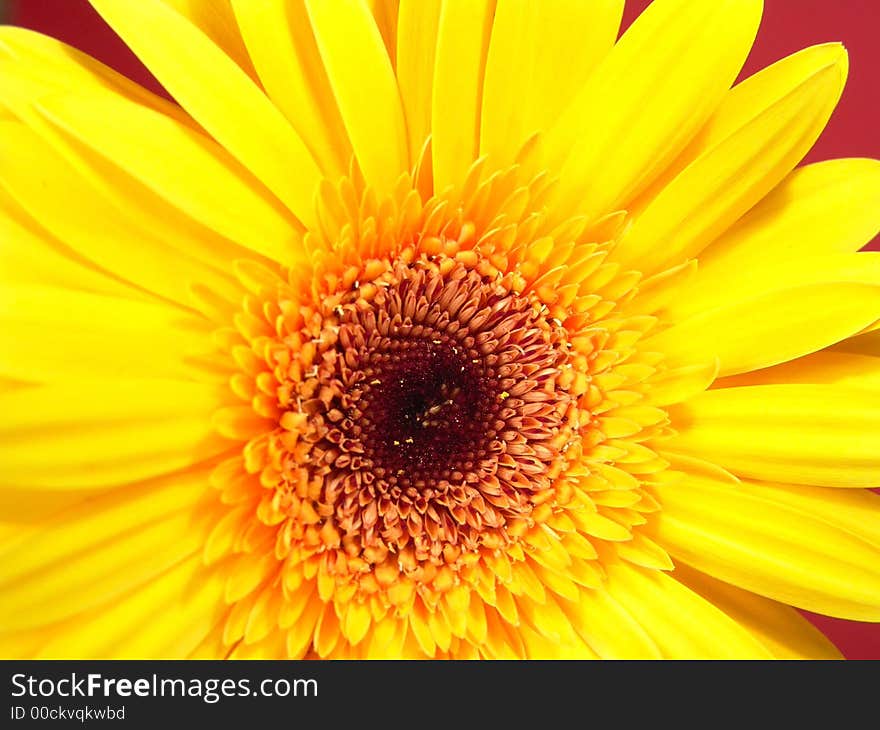 Yellow gerbera daisy close up with a red background