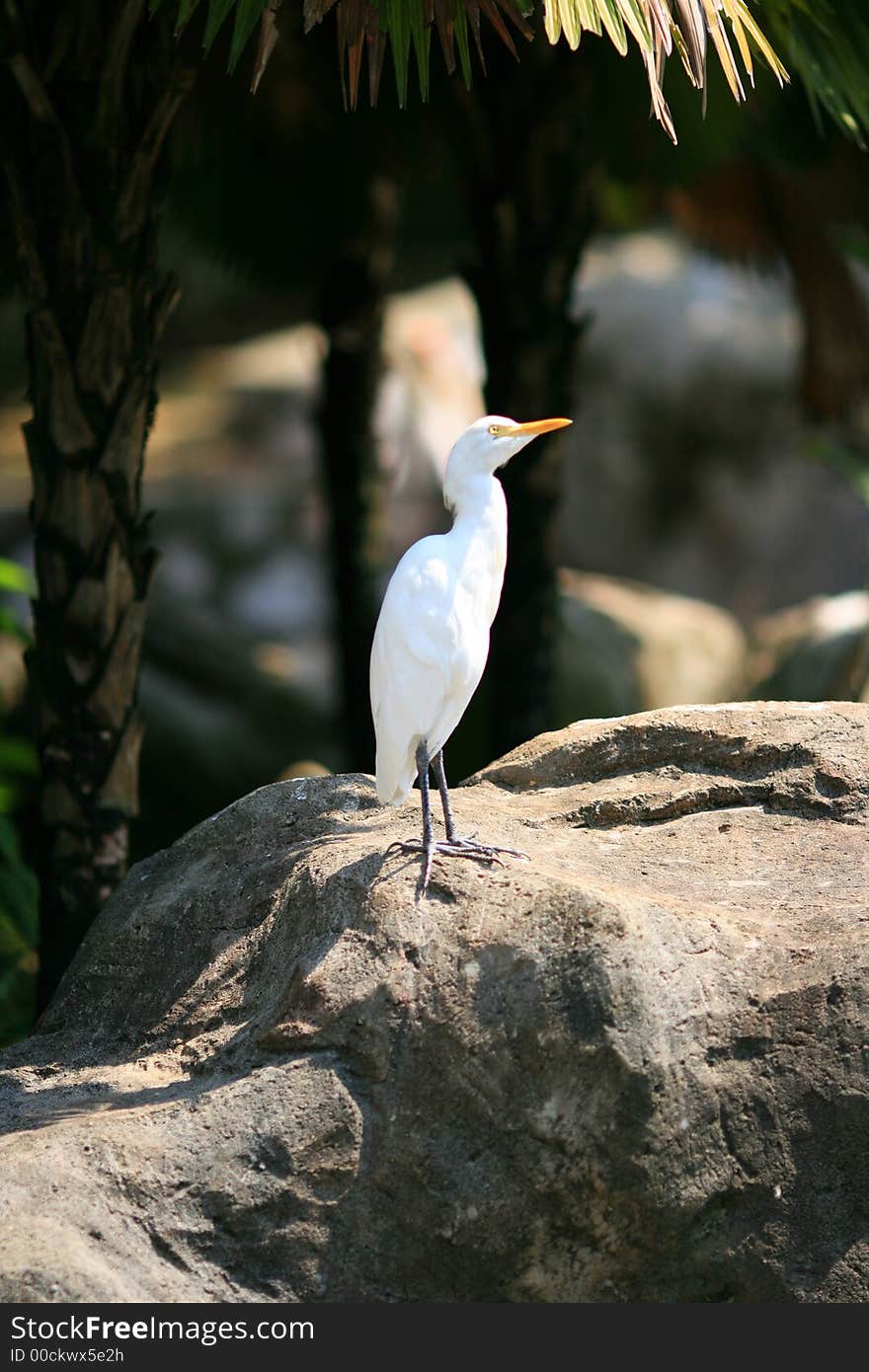 A white bird found in KL Bird Park