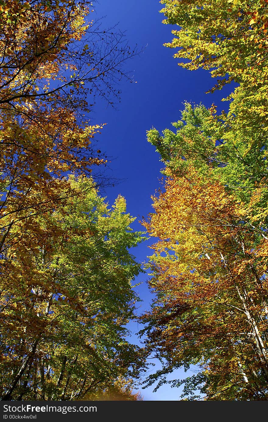 Fall colours in the forest near podgorica