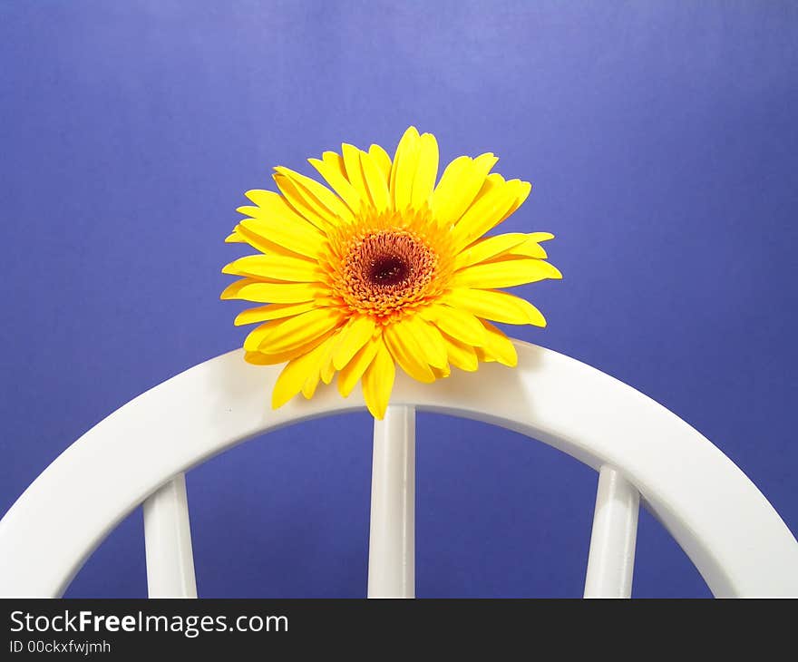 Yellow gerbera daisy on a chair with a blue background