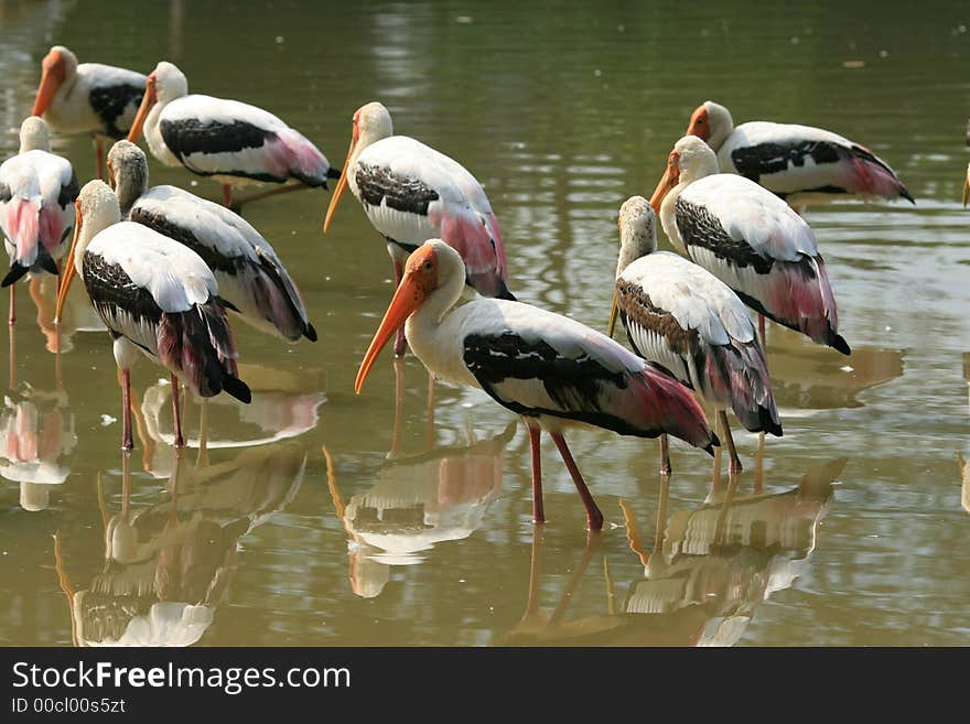 Stork Group