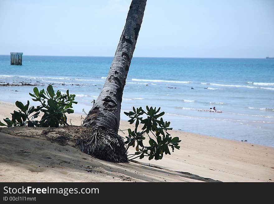 Root of Tree on Tropical Beach