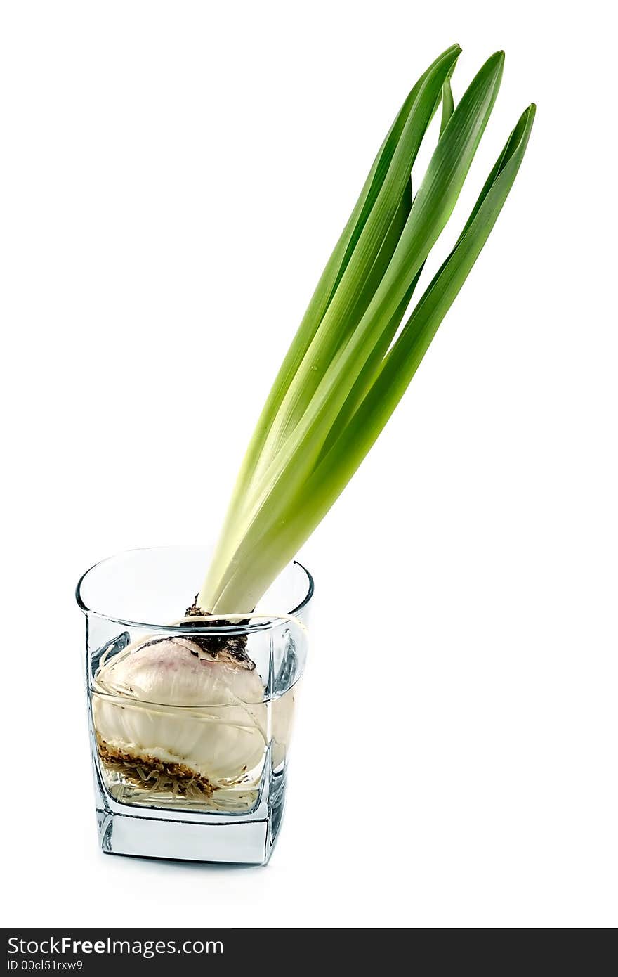 Young plant in a glass vessel