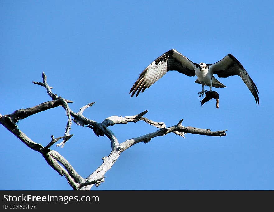 A hawk flying to a old tree with a fish in its claws. A hawk flying to a old tree with a fish in its claws