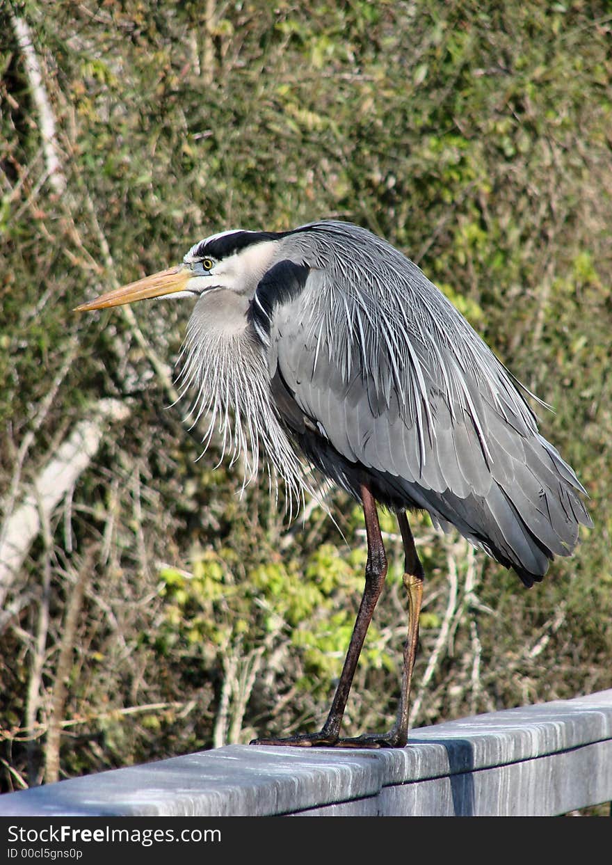 This is a great blue heron. I photographed him at boyd hill nature preserve n st.petersburg florida