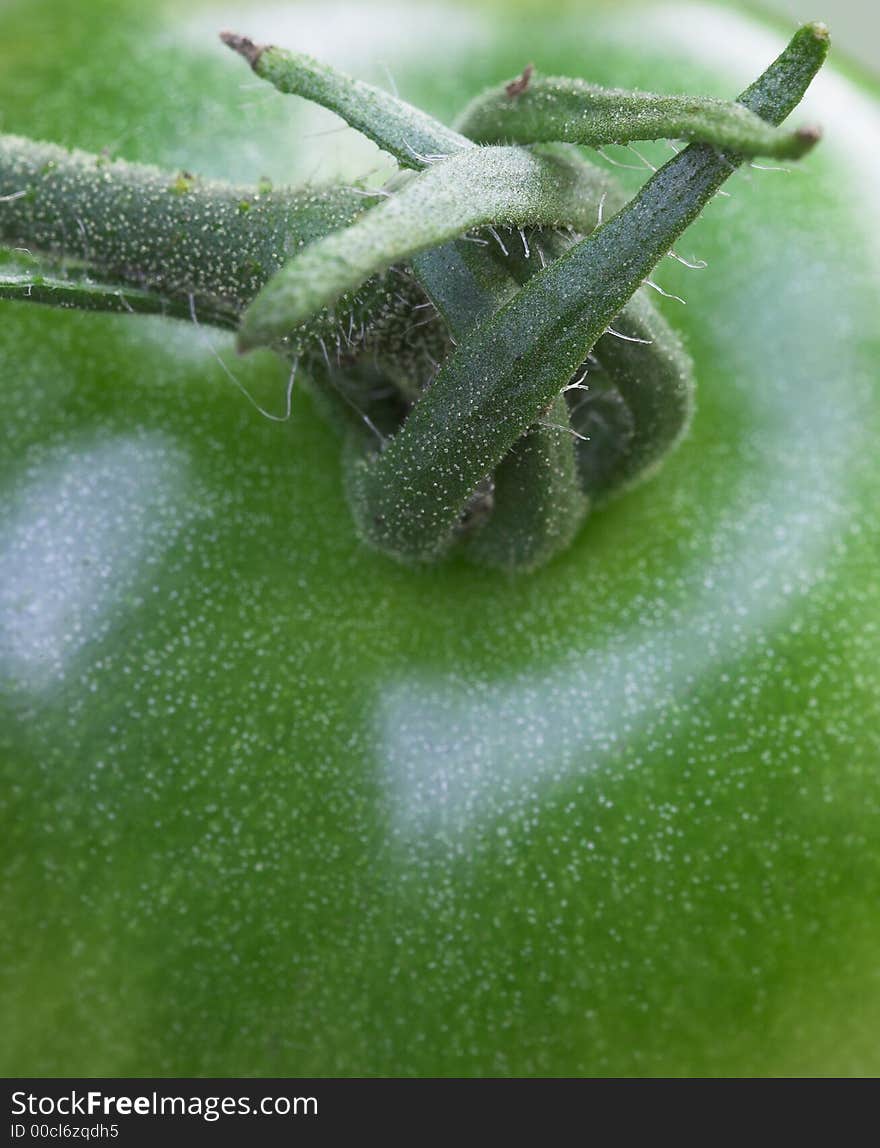 Green Tomato - Macro