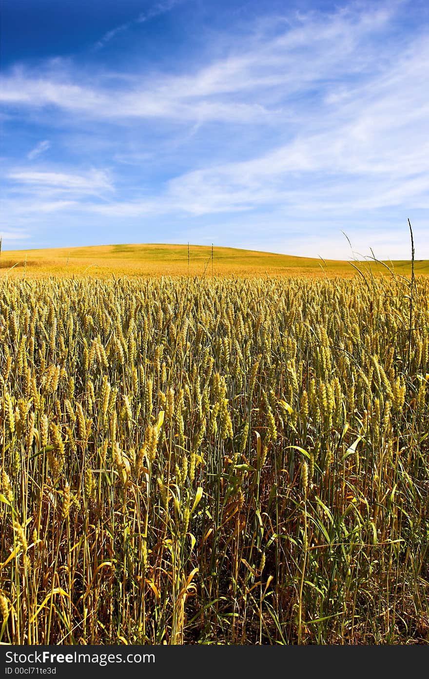 Field of wheat (very sharp, Tilt/Shift lens). Useful as background. Field of wheat (very sharp, Tilt/Shift lens). Useful as background