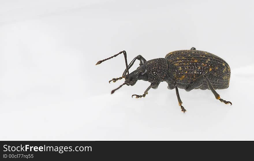 A marco photo of the iron beetle - garden insect (Europe). A marco photo of the iron beetle - garden insect (Europe)