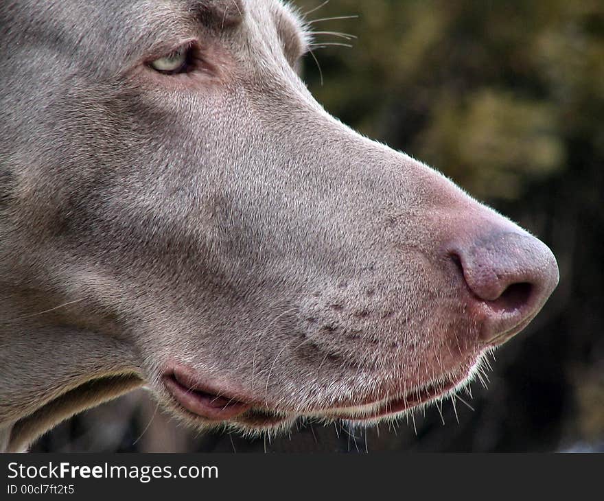 Weimaraner dog thinking, close of up face. Weimaraner dog thinking, close of up face