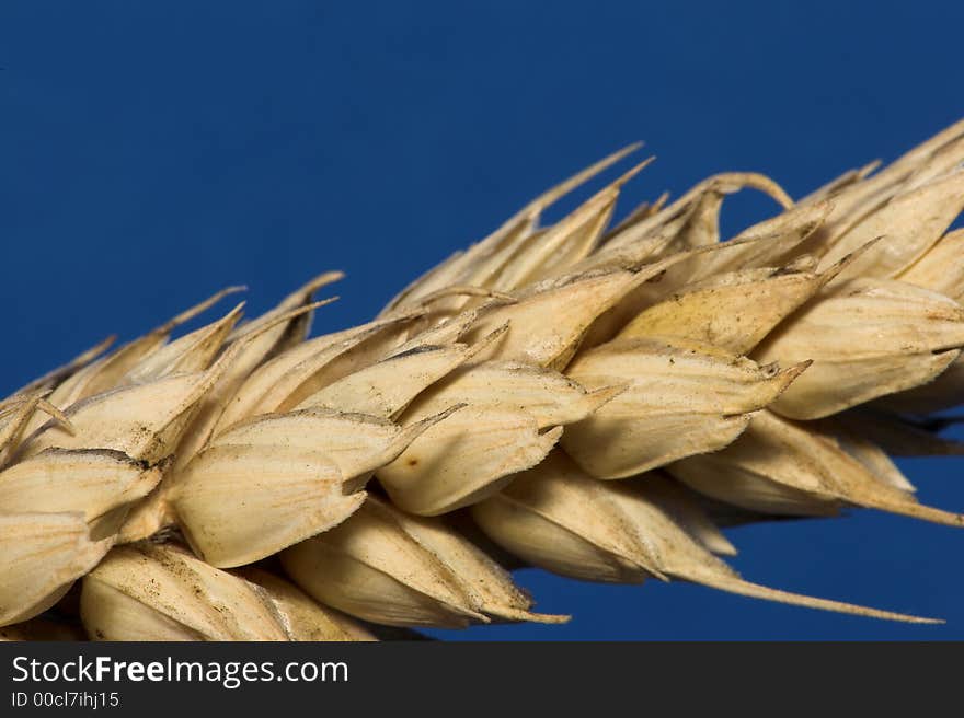 A macro photo of wheat. A macro photo of wheat