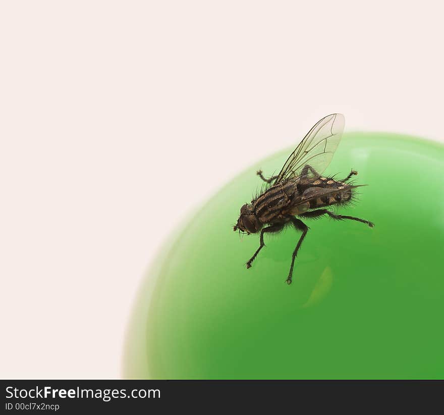 Macro photo of fly on a green ball of glass