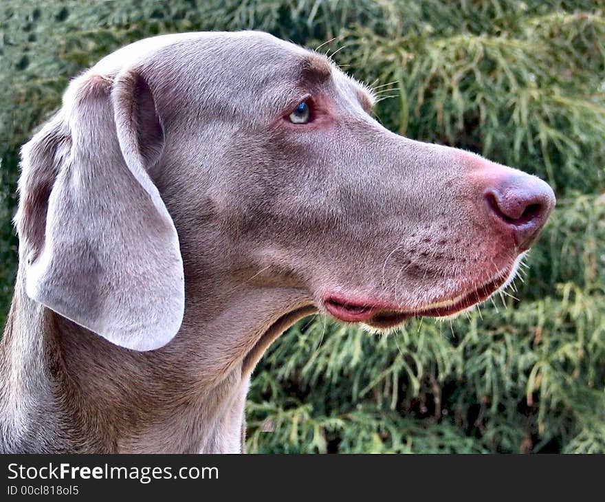 Weimaraner Profile