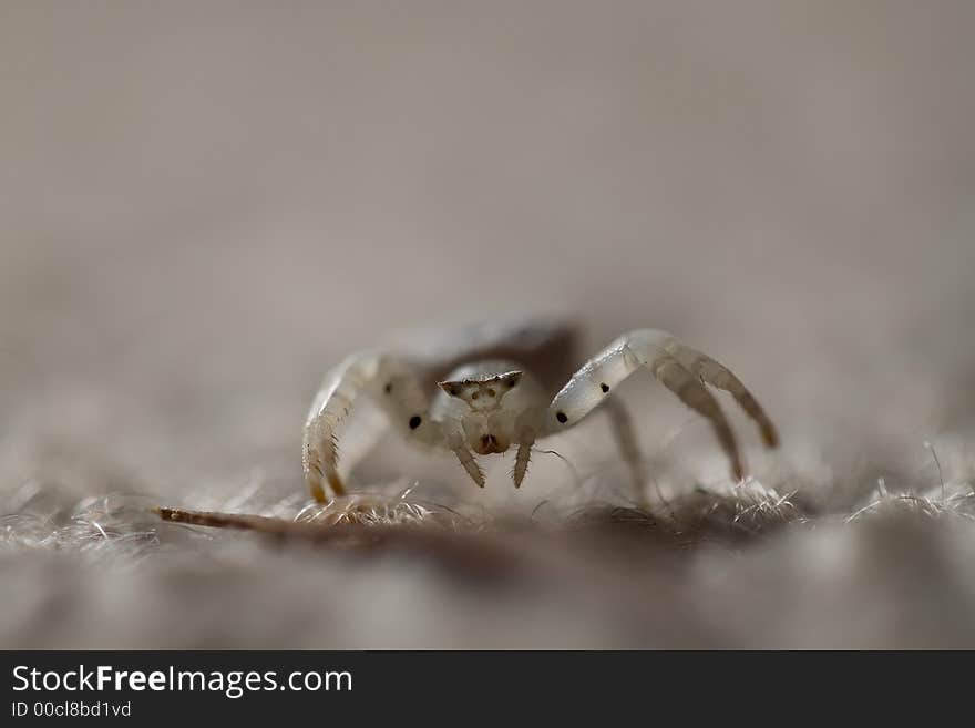 Macro shot of jumping spider with ultra shallow depth of field