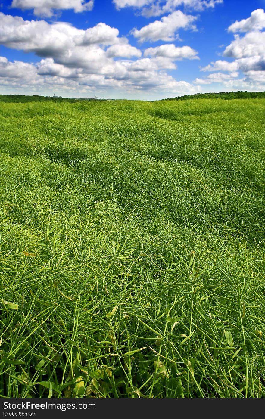 Farmland in summertime