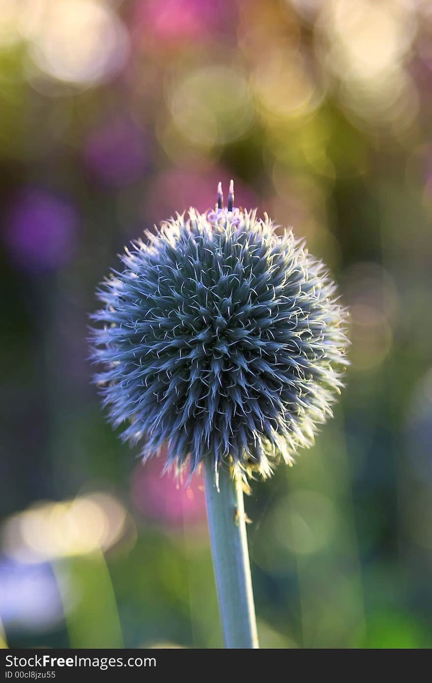 A beautiful round ball flower in Danish garden. A beautiful round ball flower in Danish garden