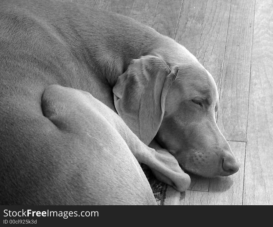 Weimaraner dog sleeping on hard wood floors shot in black and white. Weimaraner dog sleeping on hard wood floors shot in black and white