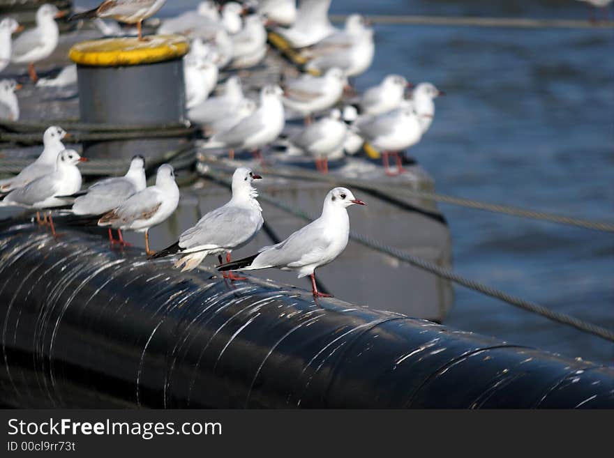 Gulls on a pier