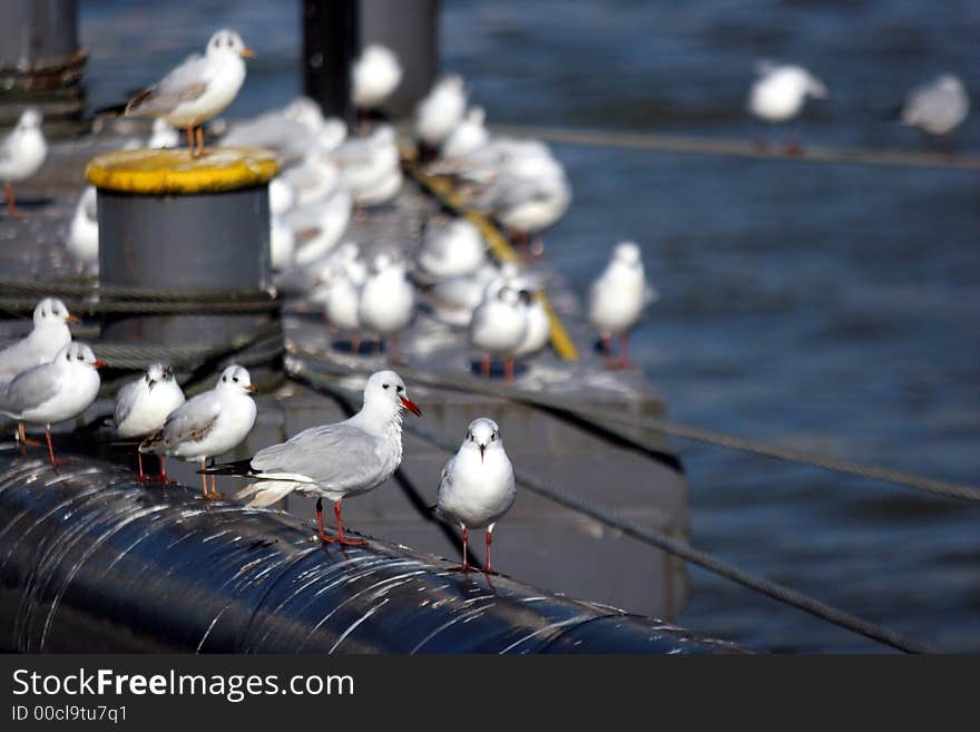 Gulls on a pier2