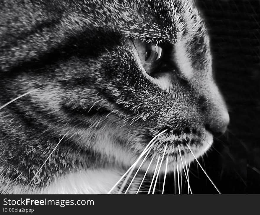 Black and white profile of a tabby cat. Black and white profile of a tabby cat