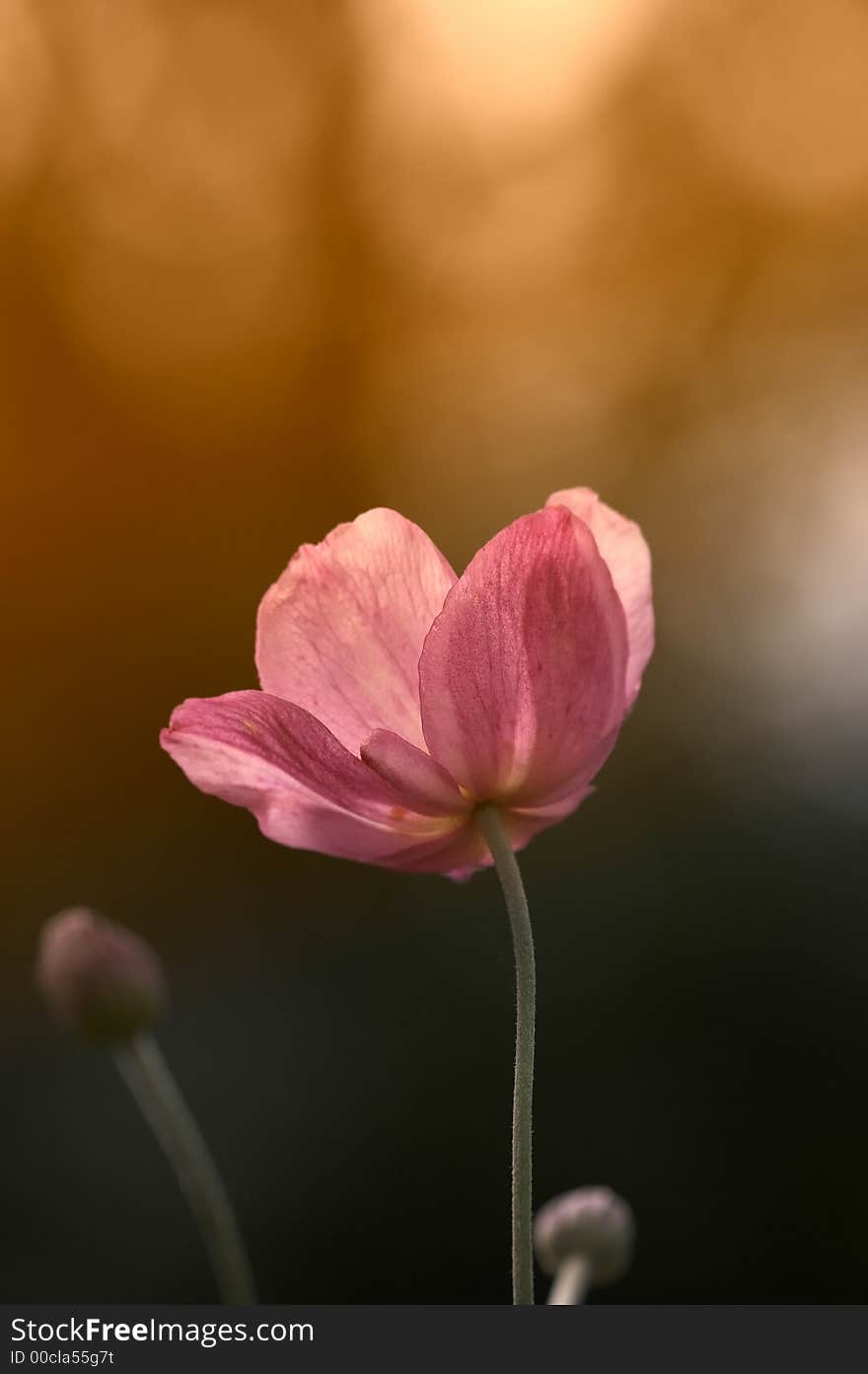 Lonely rosy flower