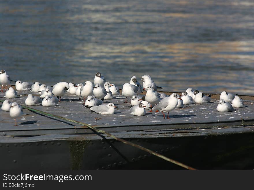 Gulls on a ship 3