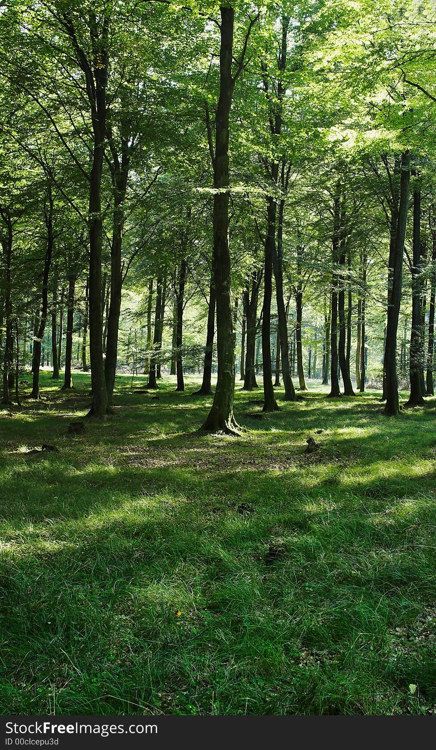 A photo of early morning sun in the forest in summertime. A photo of early morning sun in the forest in summertime