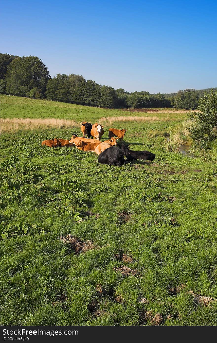 A landscape photo of sleepy cows on a green field