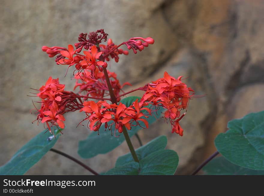 A telephoto of a lonely red flowe with blurred background. A telephoto of a lonely red flowe with blurred background