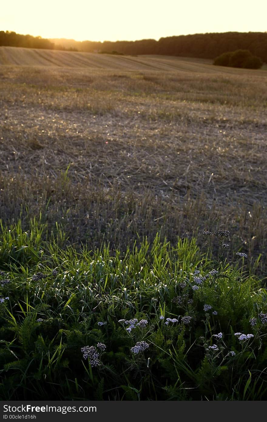 Late sunset - after harvest